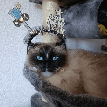 Chaton Ragdoll chocolate point bicolor