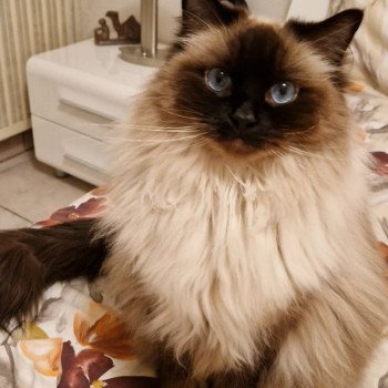 Chaton Ragdoll blue point mitted