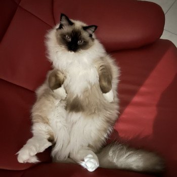 Chaton Ragdoll seal tabby point bicolor