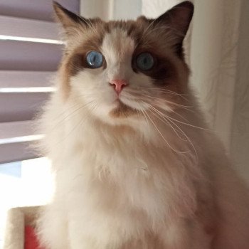 Chaton Ragdoll seal point mitted