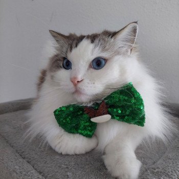 Chaton Ragdoll seal point & blanc