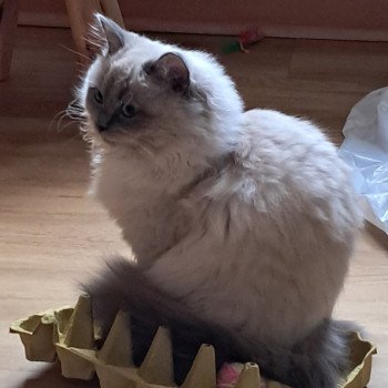 Chaton Ragdoll seal point mitted