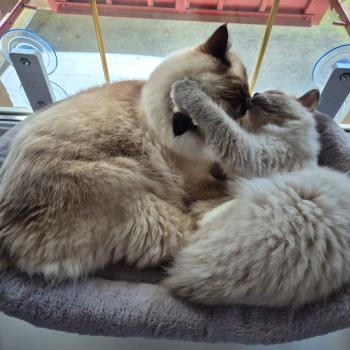 Chaton Ragdoll seal tabby point & blanc