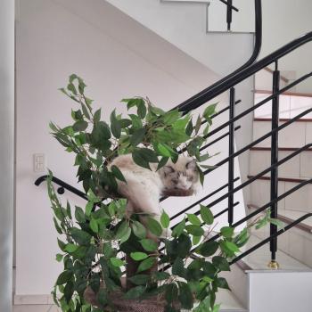 Chaton Ragdoll seal point mitted