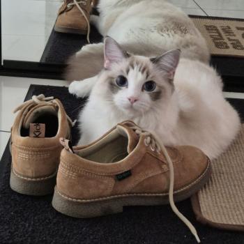 Chaton Ragdoll blue point mitted