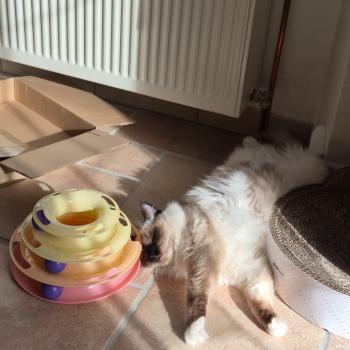 Chaton Ragdoll seal tabby point & blanc