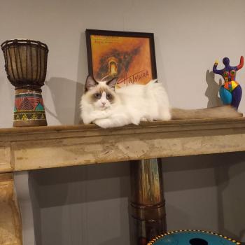 Chaton Ragdoll seal tabby point & blanc