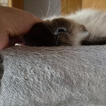 Chaton Ragdoll seal point & blanc