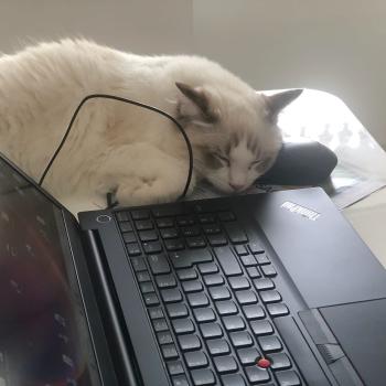 Chaton Ragdoll seal point & blanc