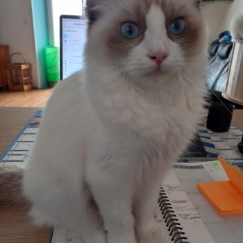 Chaton Ragdoll seal tabby point & blanc