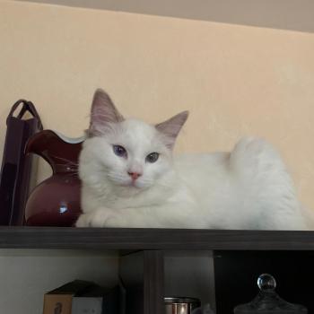 Chaton Ragdoll blue point
