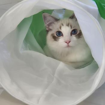 Chaton Ragdoll seal point bicolor