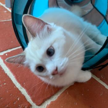 Chaton Ragdoll seal tabby point & blanc