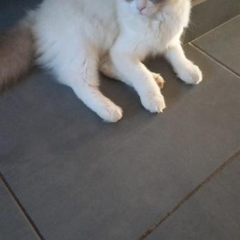 Chaton Ragdoll seal point mitted