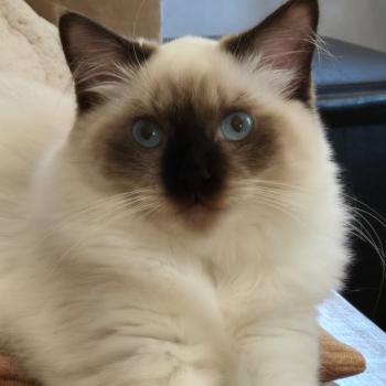 Chaton Ragdoll seal point & blanc