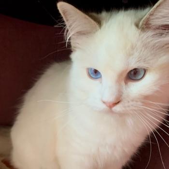 Chaton Ragdoll seal point & blanc