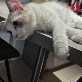 Chaton Ragdoll seal point mitted