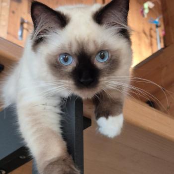 Chaton Ragdoll seal tabby point & blanc