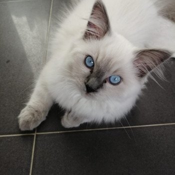 Chaton Ragdoll chocolate tabby point mitted
