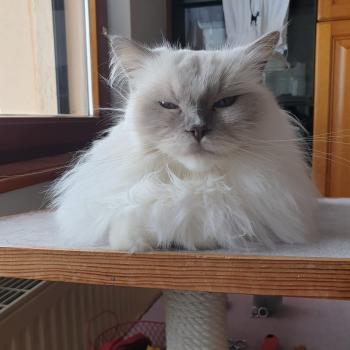 Chaton Ragdoll blue mink mitted