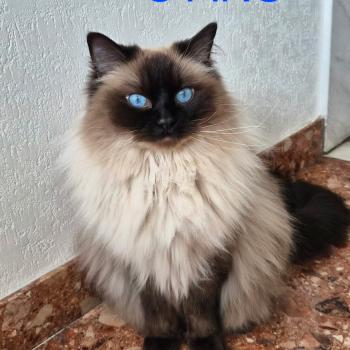Chaton Ragdoll seal point & blanc