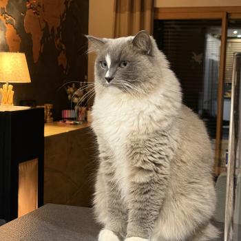 Chaton Ragdoll seal point & blanc