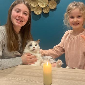 Chaton Ragdoll blue mink mitted