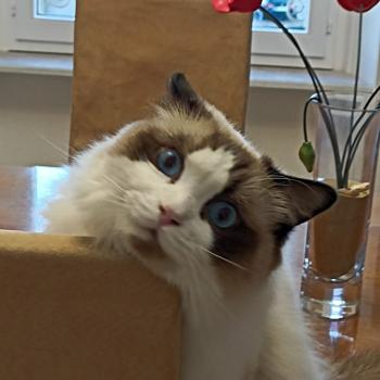 Chaton Ragdoll seal point & blanc