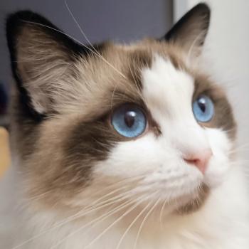 Chaton Ragdoll blue point bicolor