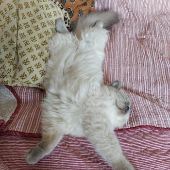 Chaton Ragdoll seal point mitted