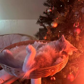 Chaton Ragdoll seal tabby point & blanc