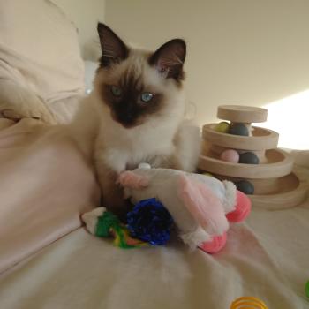 Chaton Ragdoll seal point