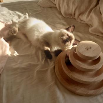 Chaton Ragdoll seal point