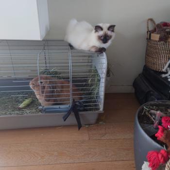 Chaton Ragdoll blue point mitted