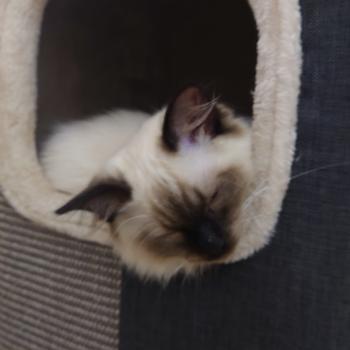 Chaton Ragdoll seal point