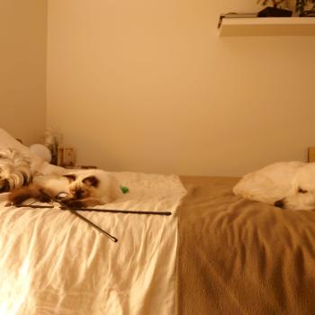 Chaton Ragdoll seal tabby point & blanc