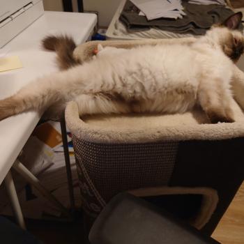 Chaton Ragdoll seal point bicolor