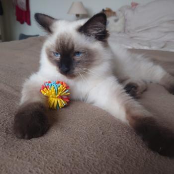 Chaton Ragdoll seal point mitted