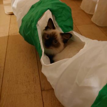 Chaton Ragdoll seal point