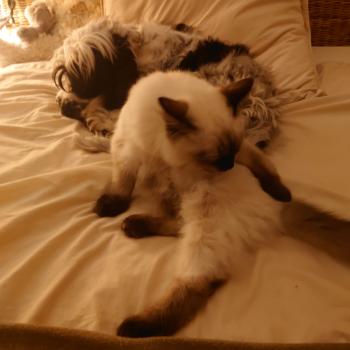 Chaton Ragdoll seal point