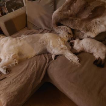 Chaton Ragdoll blue point mitted