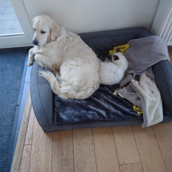 Chaton Ragdoll seal point