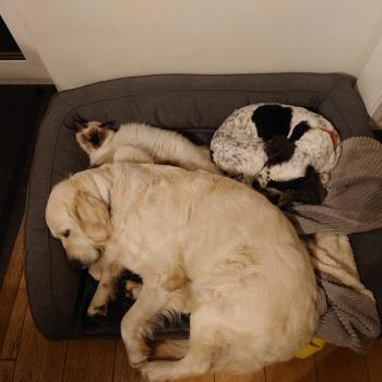 Chaton Ragdoll seal point