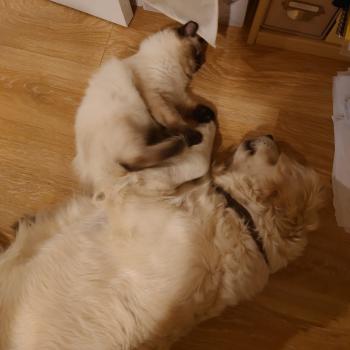 Chaton Ragdoll seal point