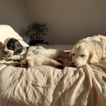 Chaton Ragdoll blue mink mitted