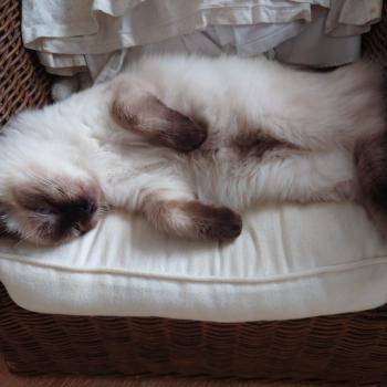 Chaton Ragdoll seal point