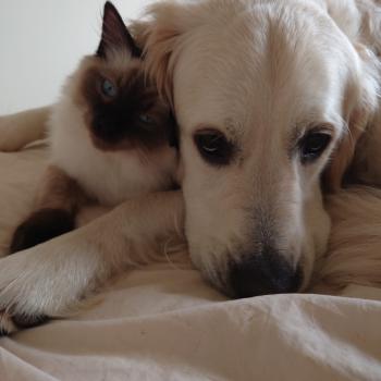 Chaton Ragdoll blue point mitted