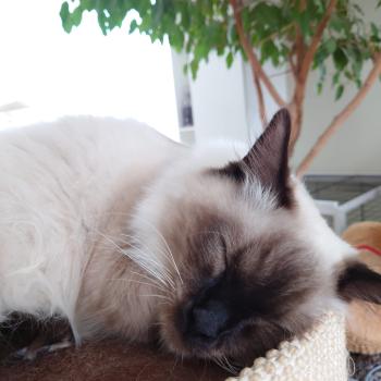 Chaton Ragdoll seal point