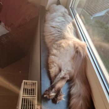 Chaton Ragdoll blue point