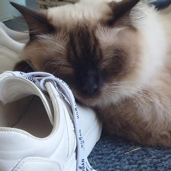 Chaton Ragdoll point bicolor